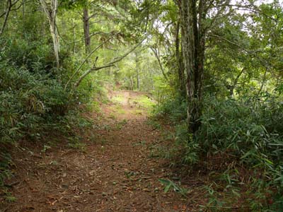 Trail in Itaipava