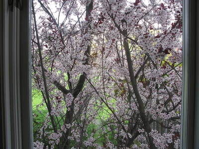 View from our kitchen in the spring