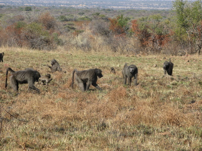 Baboons at Pilanesberg National Park in S. Africa