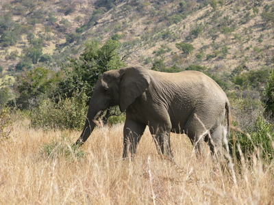 Elephant at  Pilanesberg National Park in S. Africa