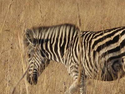 Zebra at Pilanesberg National Park, S. Africa