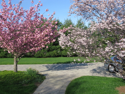 Driveway in the spring