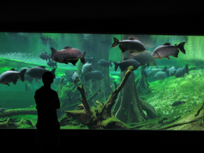 Amazonian aquarium at CosmoCaixa Science Museum in Barcelona