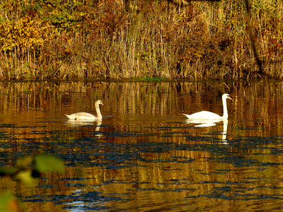 Swans in October