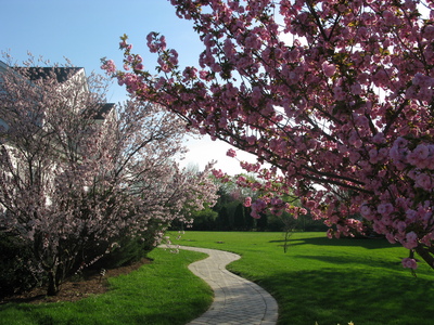 Spring blossom in Dimisa Drive
