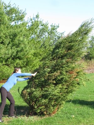 Lucia pushing a pine tree