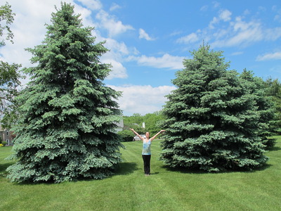 Lucia with our spruce trees