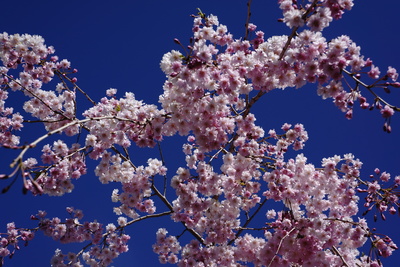 April blossoms