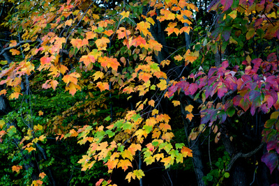 Leaves in the fall in Holmdel Park