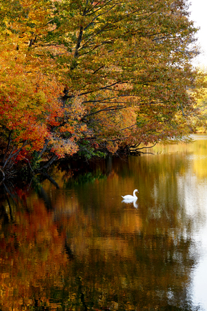 Swan in Marlu Lake